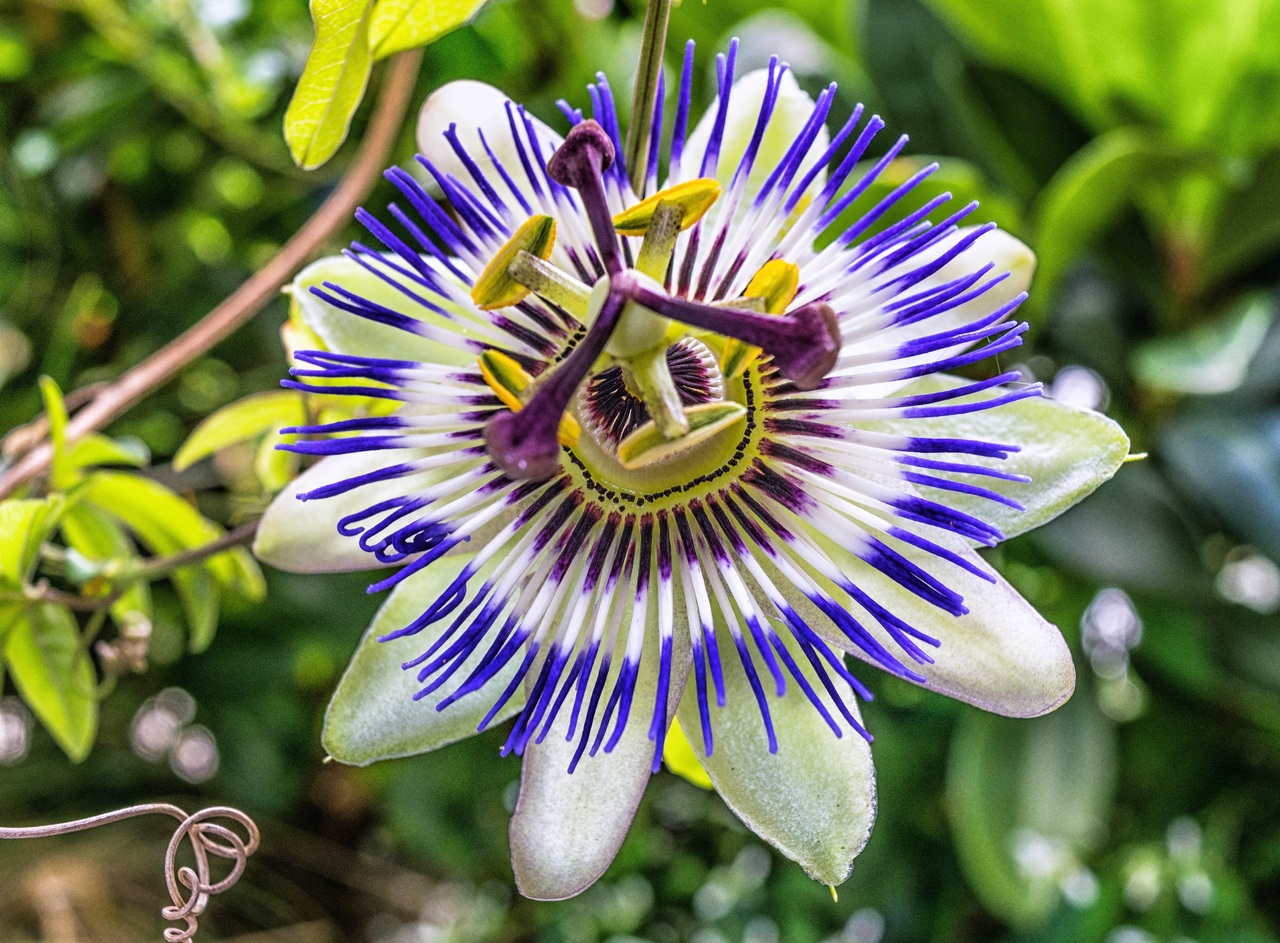 Flor abierta de Passiflora caerulea