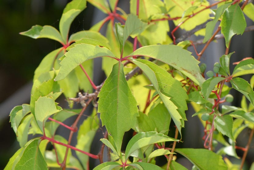 Parra virgen cubriendo un muro con hoja de cinco foliolos