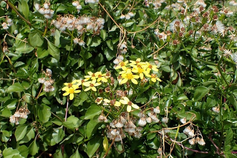 Senecio angulatus: cuidados de la trepadora de crecimiento rápido
