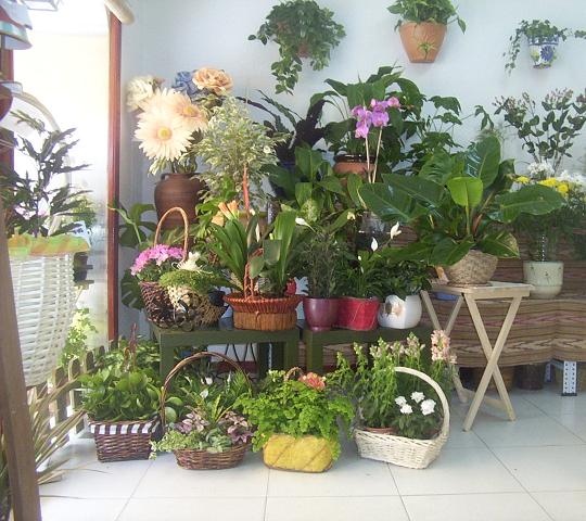 Abonar plantas de interior: cuándo, cuánto y con qué