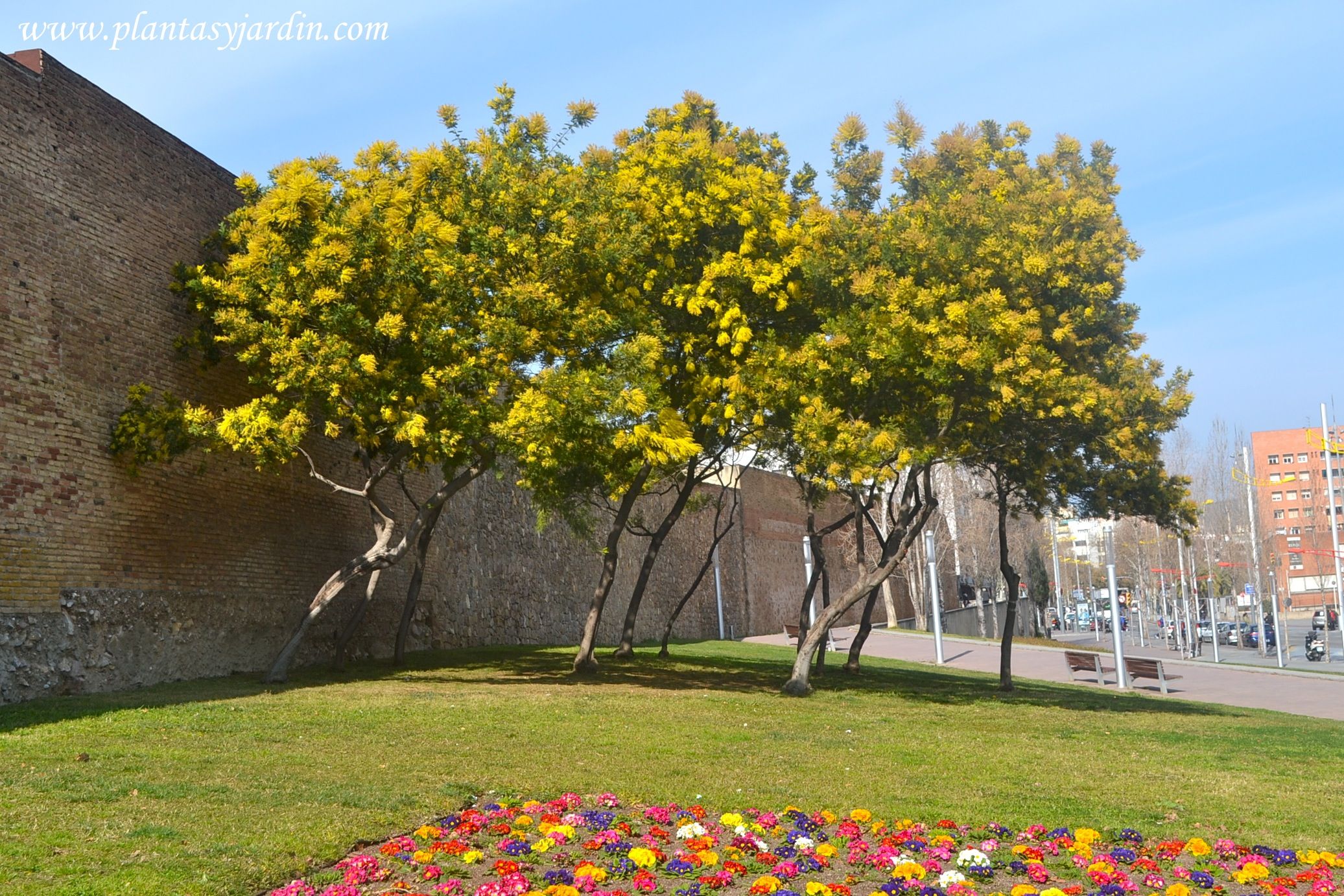 Acacia: tipos, características, tamaños, variedades y color…