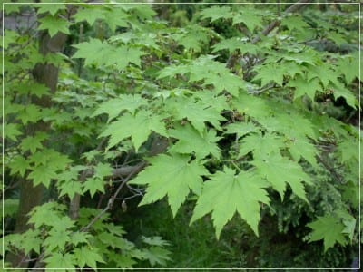 Ejemplar de arce de Corea cultivado en un arboreto