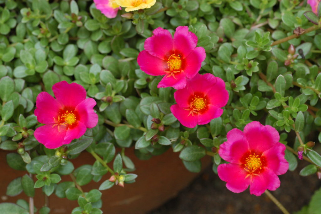 Familia Portulacaceae