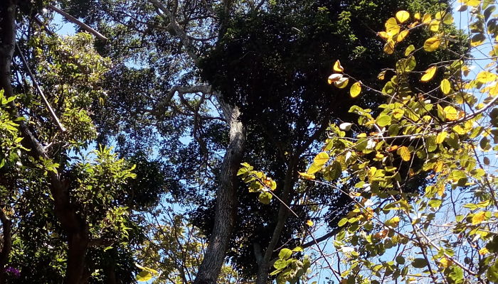 Hormigo. Origen, Descripción, Cultivo, Cuidados, Propiedades.