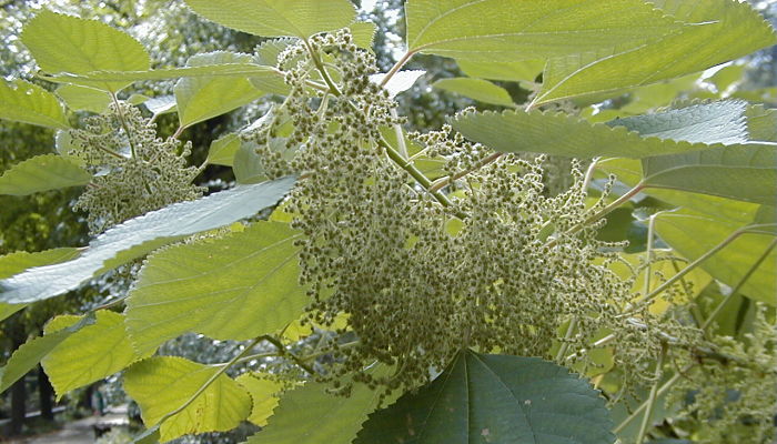 Ramio. Origen, descripción, Cultivo, Cuidados, Propiedades.