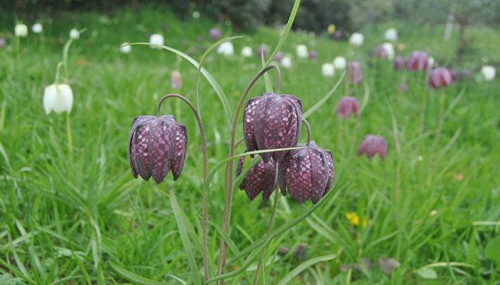 Tablero De Damas. Origen, Descripción, Variedades, Cultivo, Cuidados Y Usos