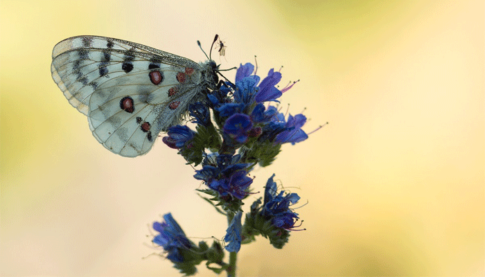Viborera. Origen, Descripción, Variedades, Cultivo, Cuidados Y Usos