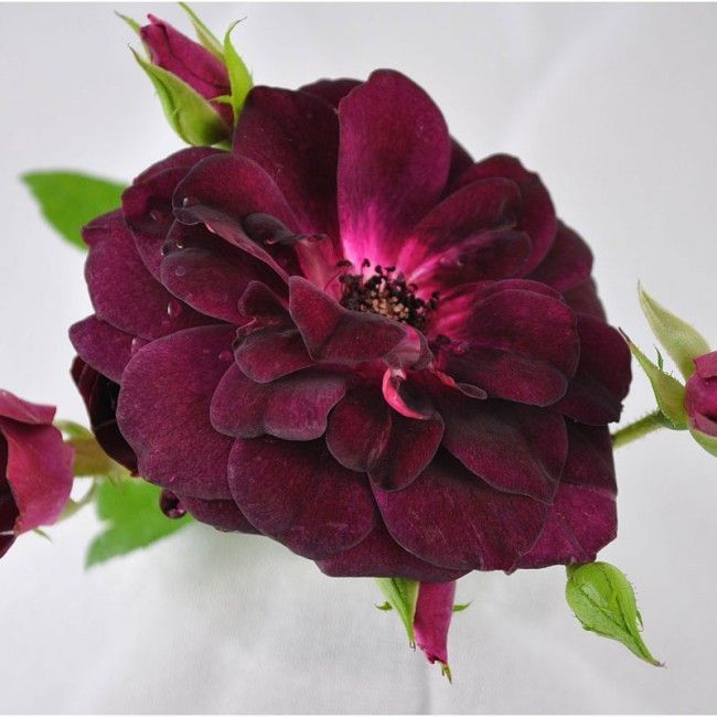 Rosas Arbustivas