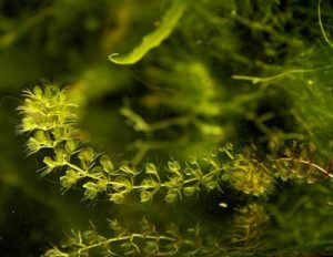 Plantas carnivoras