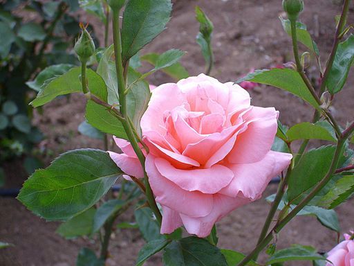 Rosa Grandiflora