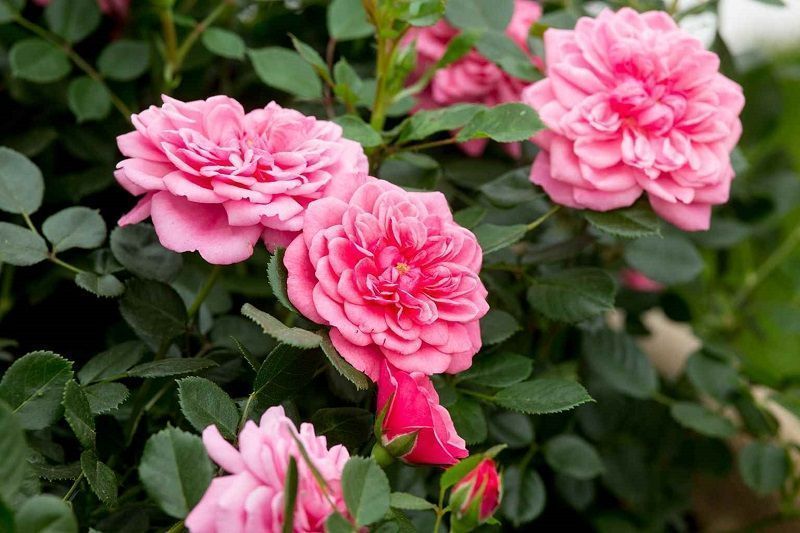 Rosas de Patio