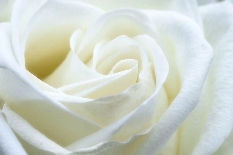Significado de las Rosas Blancas