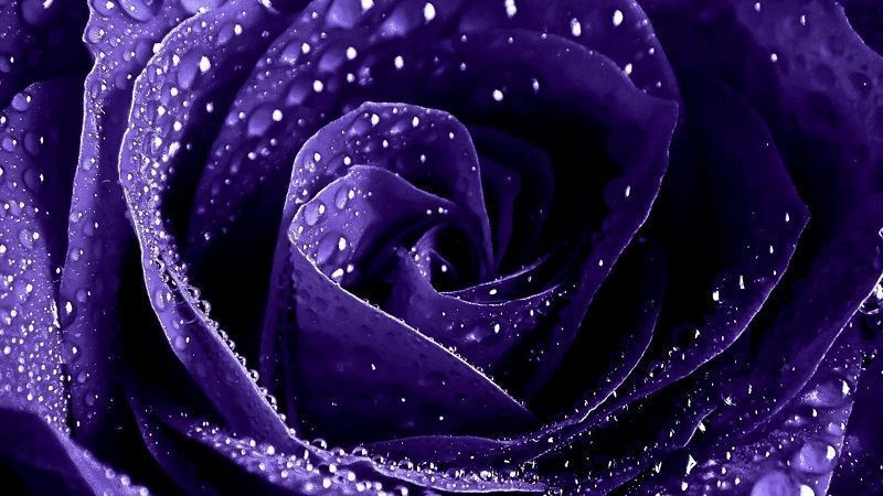 Significado de las Rosas Moradas