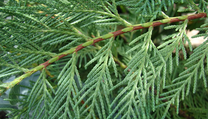 Cypreses. Origen, Descripción, Cultivo, Cuidados, Propiedades