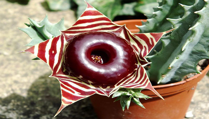 Huernia. Origen, Descripción, Variedades, Cultivo, Cuidados Y Usos