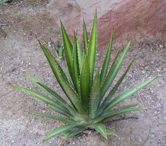 Lechuguilla – Una pequeña planta con larga historia